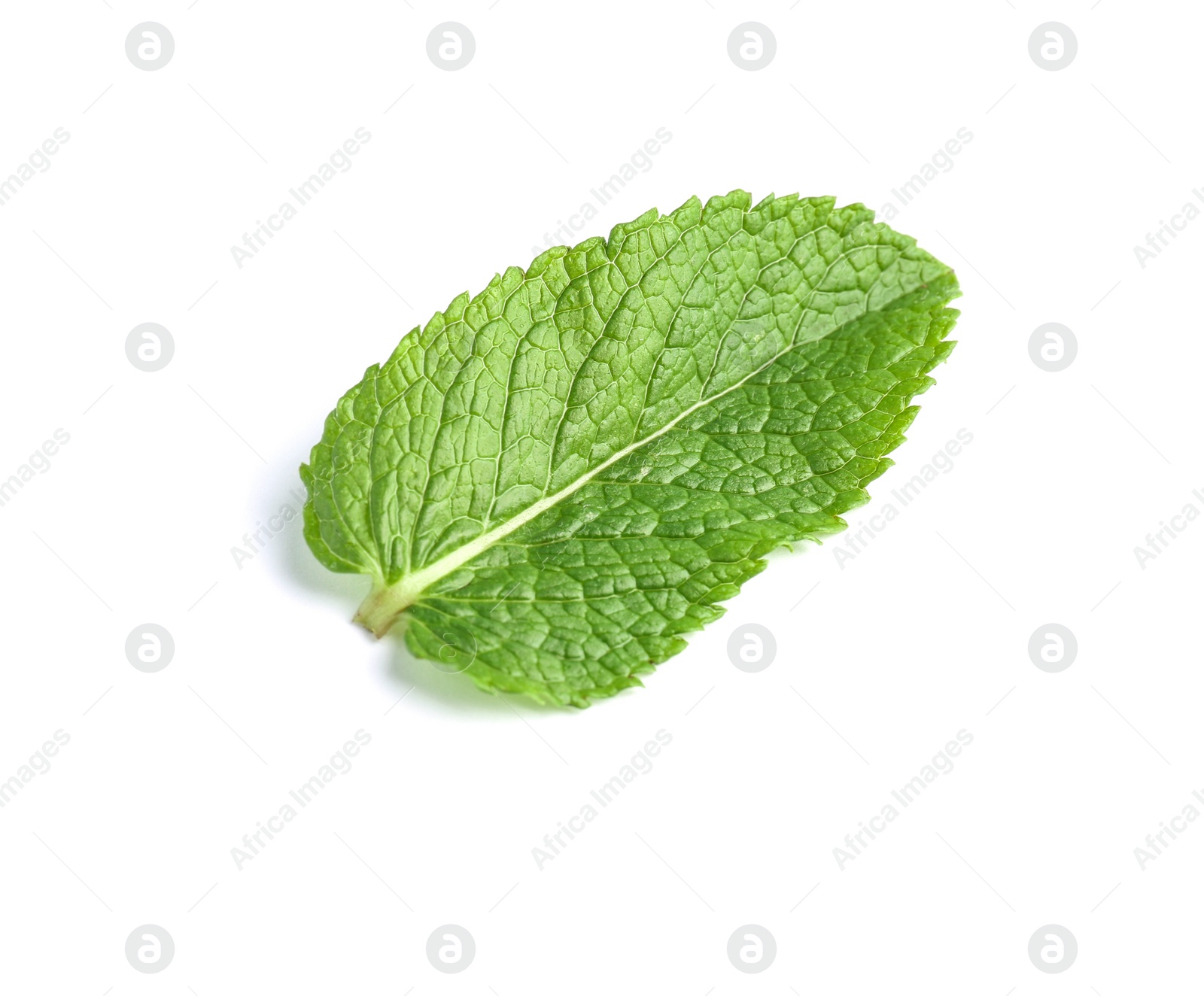 Photo of Fresh green mint leaf on white background