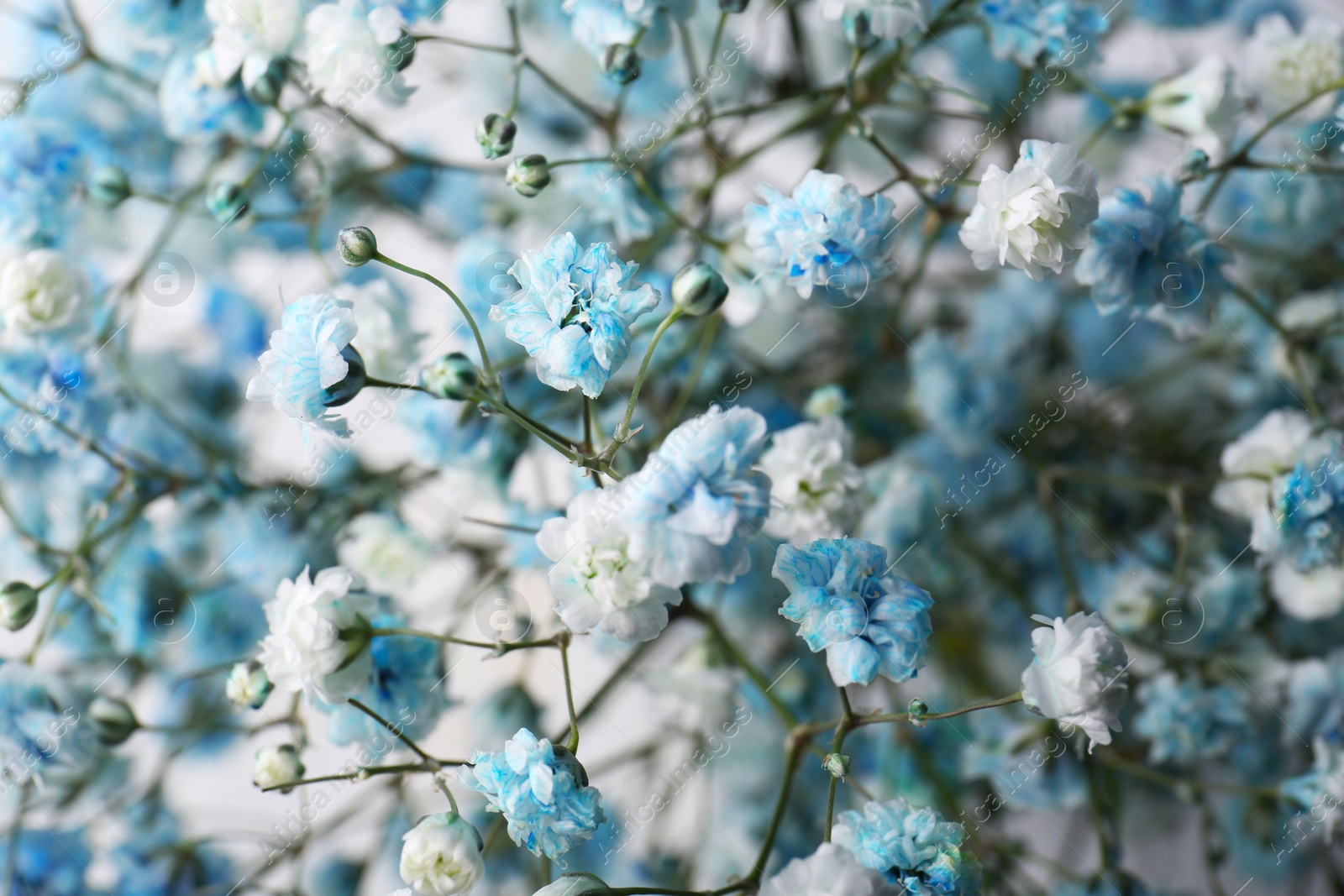 Photo of Many beautiful dyed gypsophila flowers, closeup view