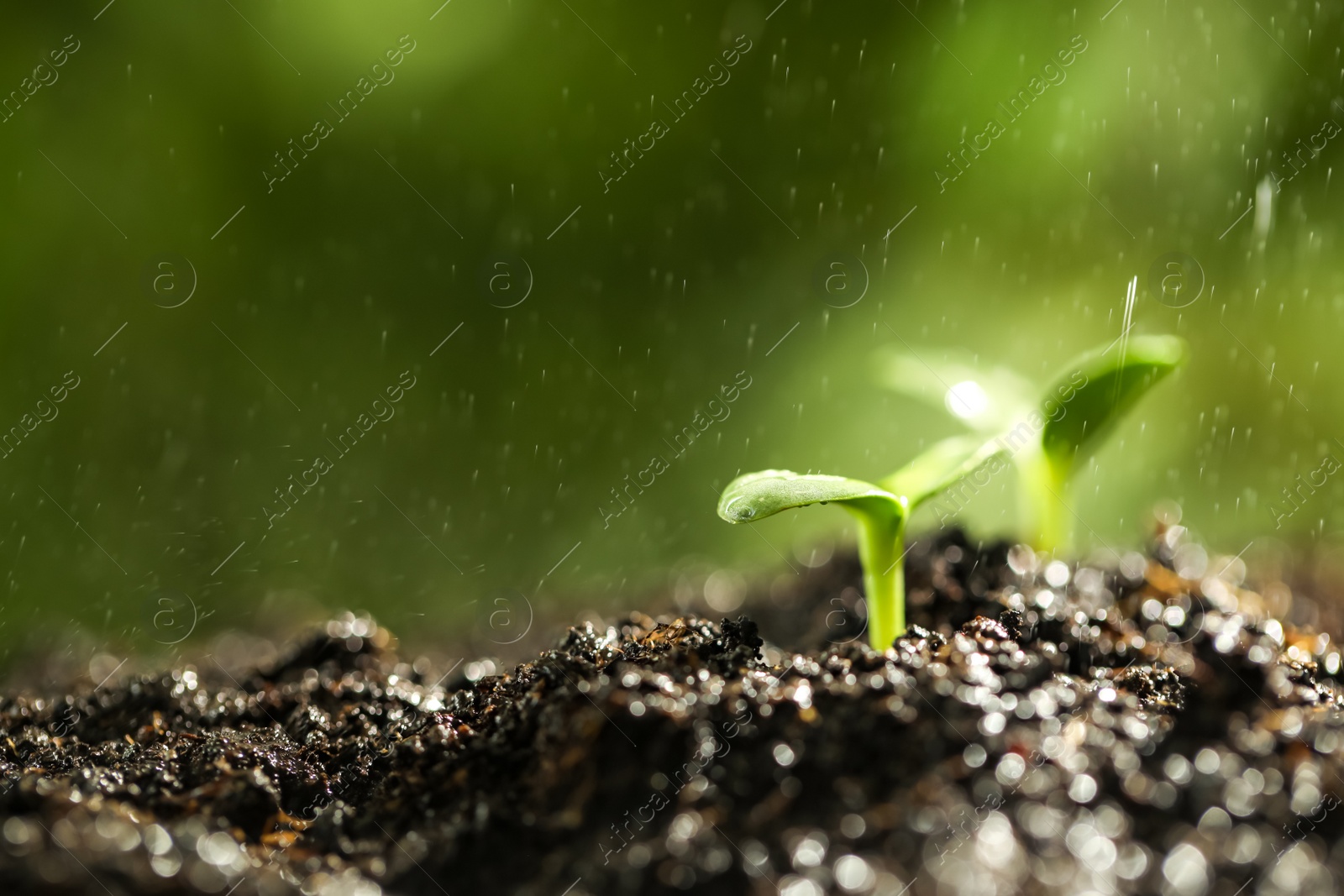 Photo of Sprinkling water on green seedlings growing in soil, closeup