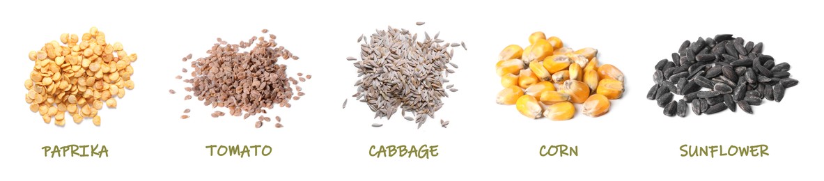 Image of Set of vegetable seeds and its names on white background, top and side views. Paprika, tomato, cabbage, corn and sunflower