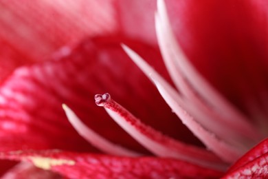 Photo of Beautiful red amaryllis flower as background, macro view