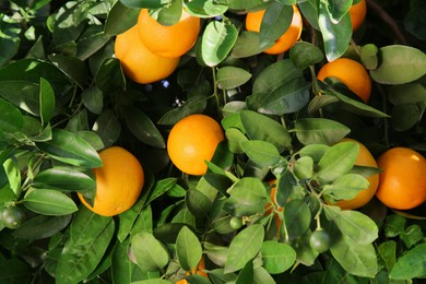 Photo of Fresh ripe oranges growing on tree outdoors