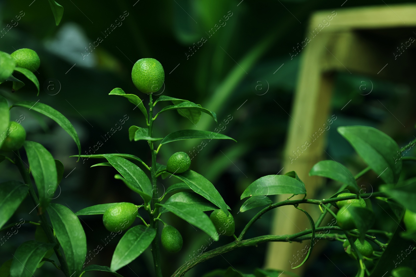 Photo of Unripe citruses growing on tree outdoors, closeup