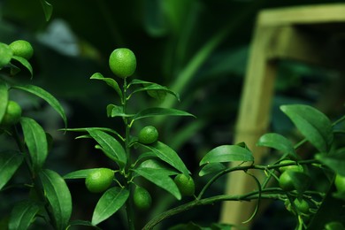 Photo of Unripe citruses growing on tree outdoors, closeup