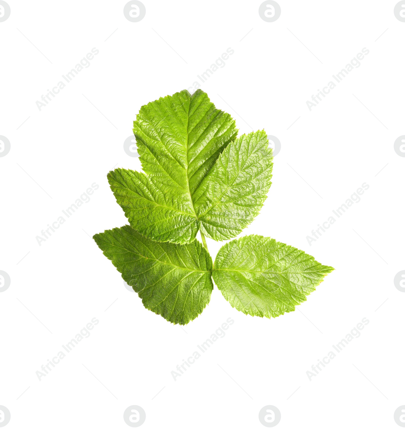 Photo of Fresh green blackberry leaves isolated on white