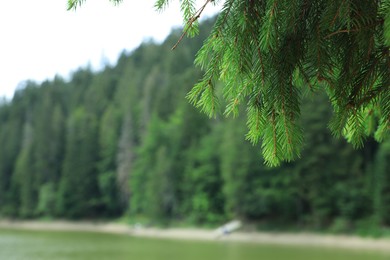Photo of View of clear lake near forest, focus on fir tree
