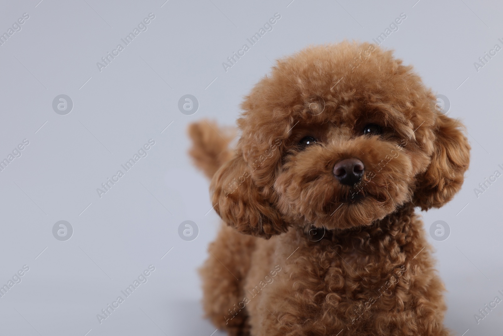 Photo of Cute Maltipoo dog on light grey background, space for text. Lovely pet