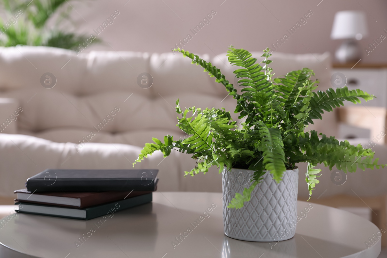 Photo of Beautiful potted fern and books on table in living room