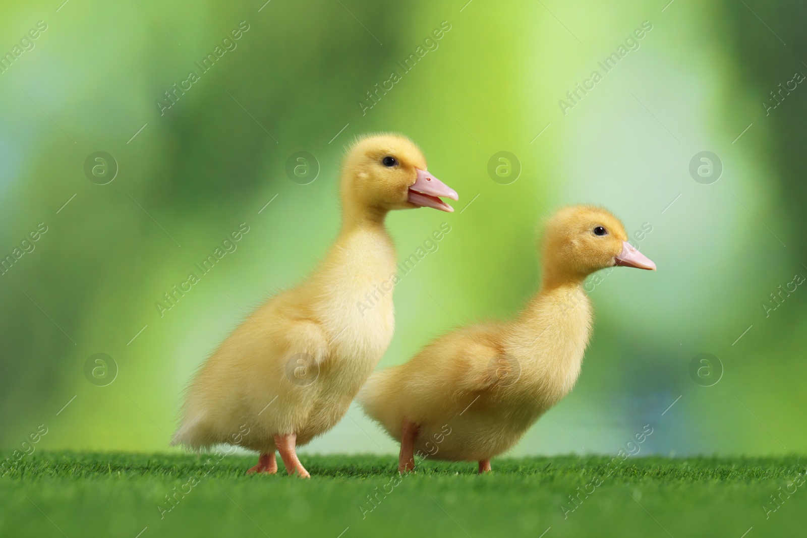 Photo of Cute fluffy ducklings on artificial grass against blurred background, closeup. Baby animals