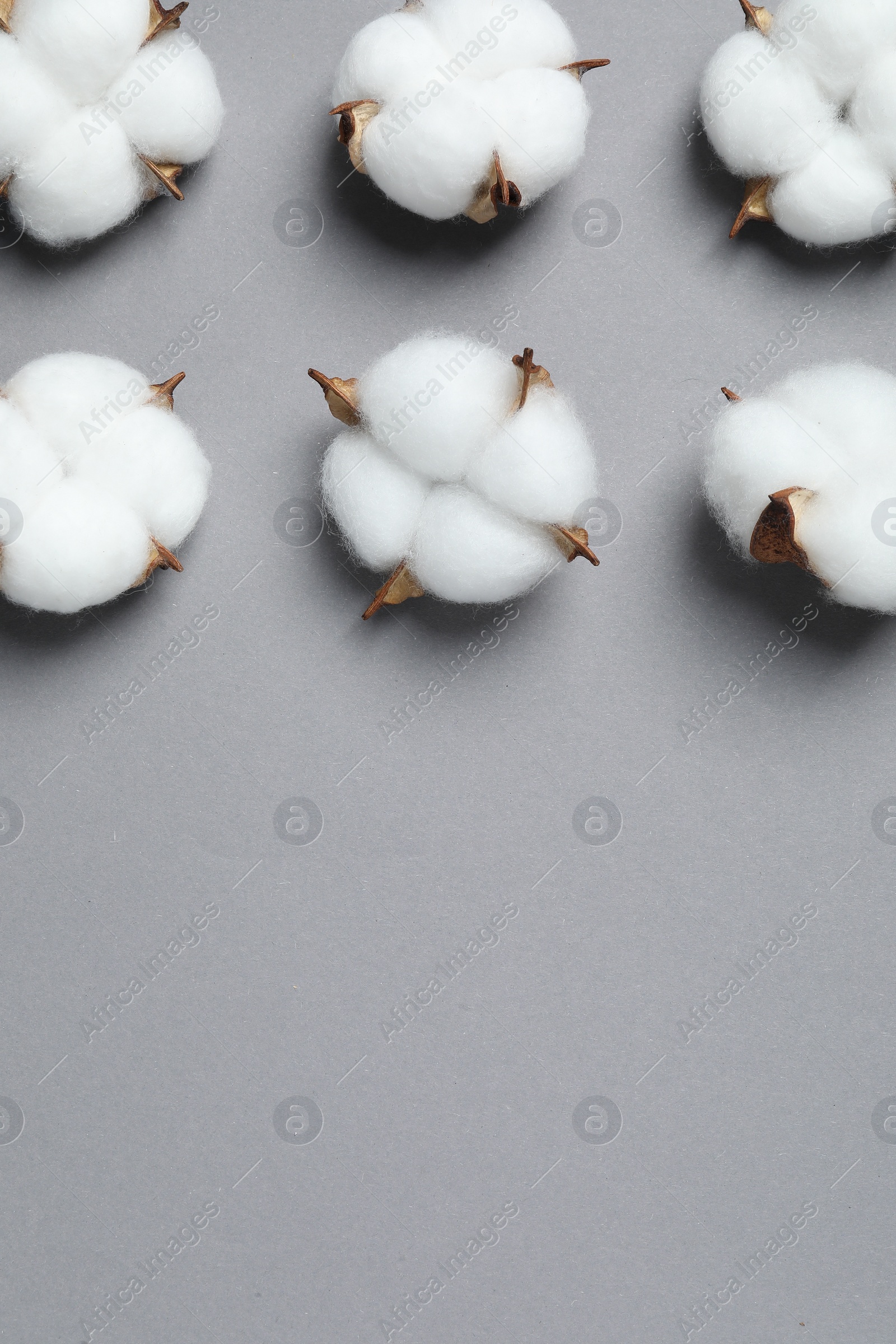 Photo of Fluffy cotton flowers on grey background, flat lay. Space for text