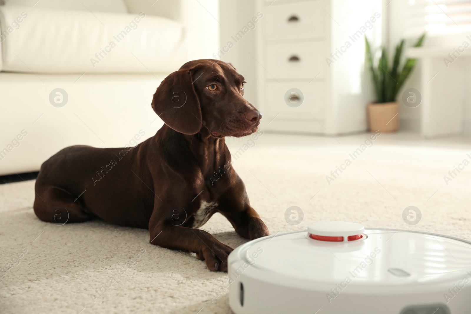 Photo of Modern robotic vacuum cleaner and German Shorthaired Pointer dog on floor indoors