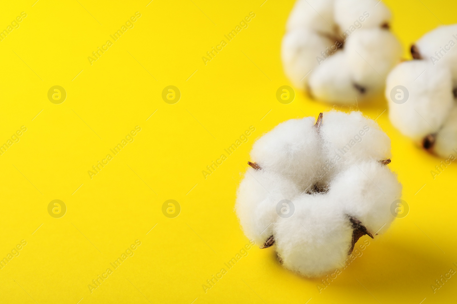 Photo of Fluffy cotton flowers on yellow background, closeup. Space for text