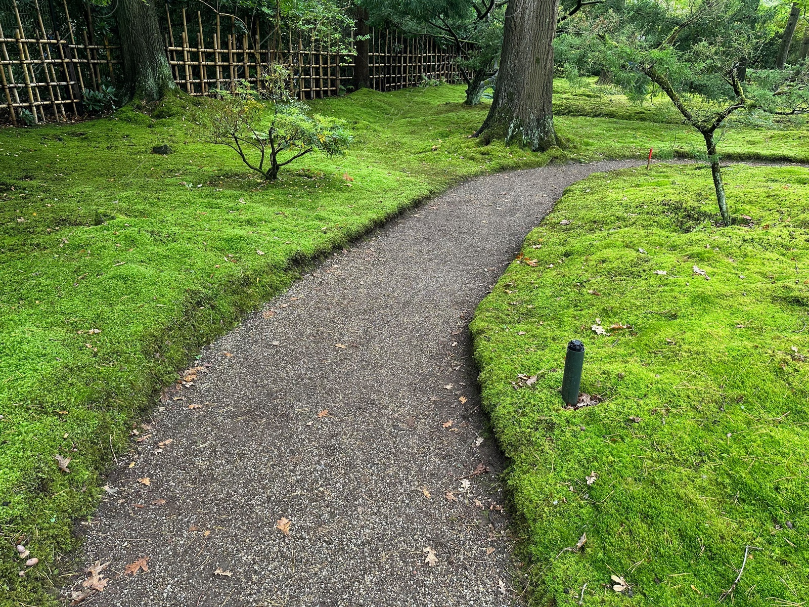 Photo of Bright moss, different plants and pathway in park
