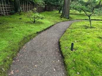 Photo of Bright moss, different plants and pathway in park