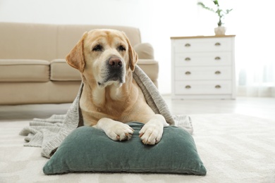 Photo of Yellow labrador retriever with pillow lying on floor indoors