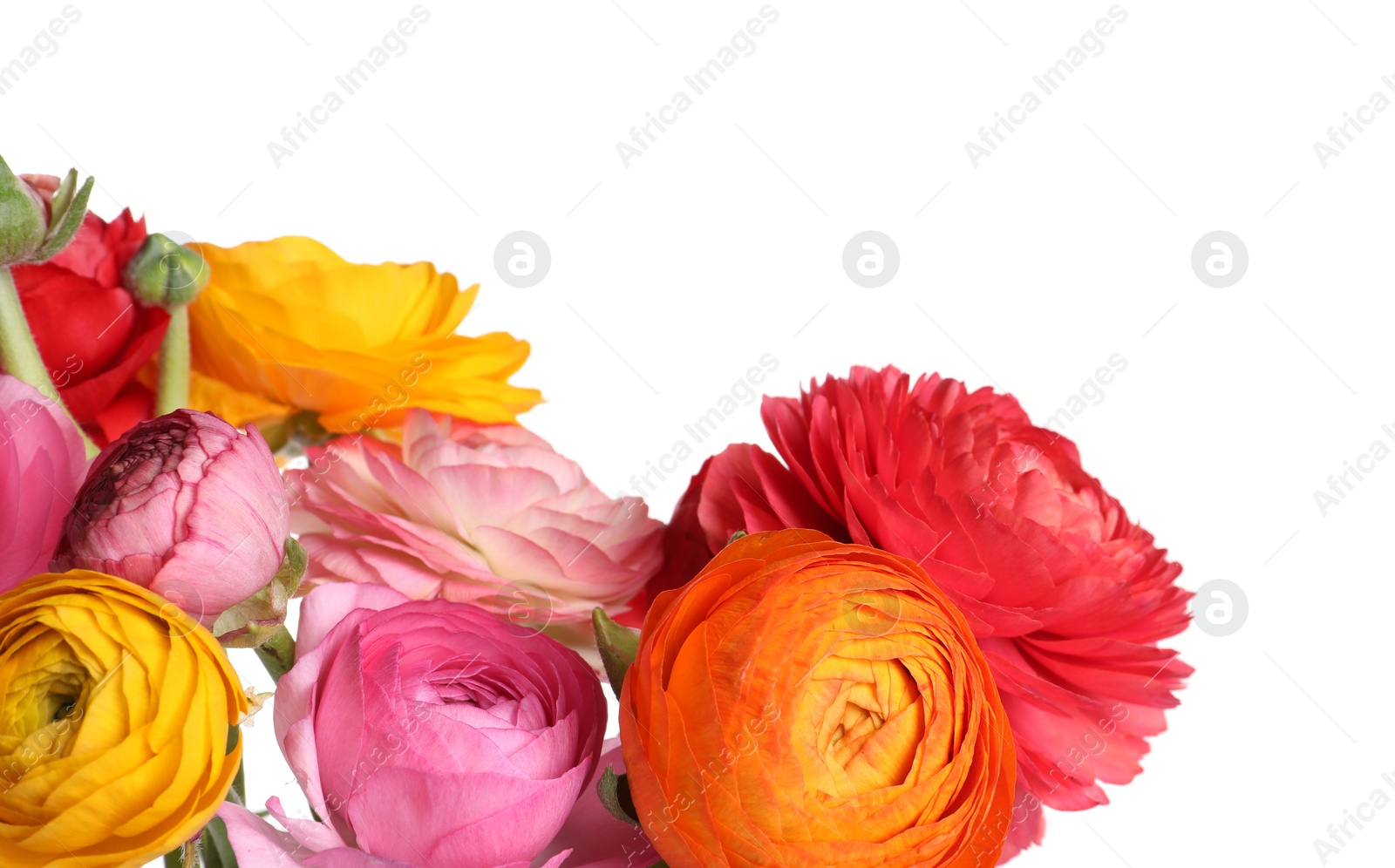 Photo of Beautiful fresh ranunculus flowers on white background, closeup