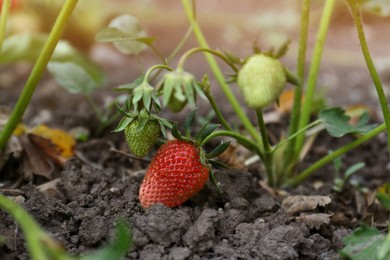 Photo of Strawberry plant with ripening fruits outdoors, closeup