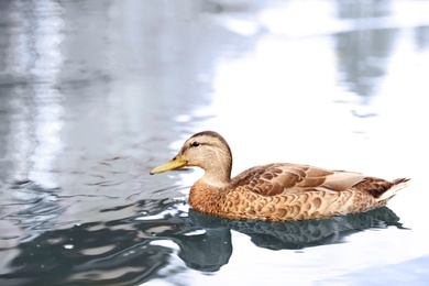 Photo of Brown duck swimming in lake on sunny day