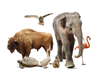 Image of Group of different wild animals on white background, collage