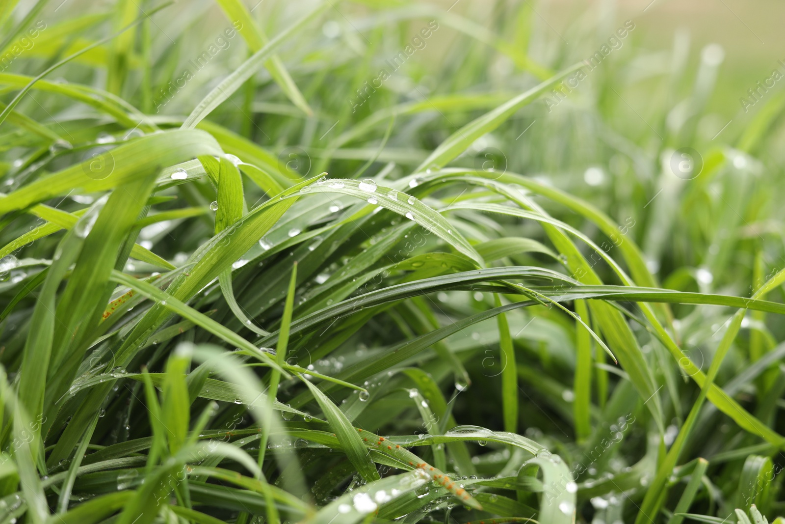 Photo of Beautiful bright green grass with water drops outdoors, closeup