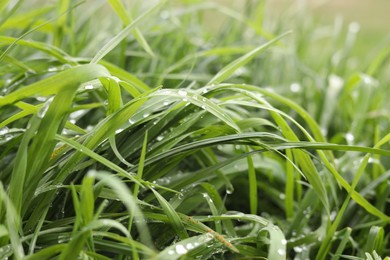 Beautiful bright green grass with water drops outdoors, closeup