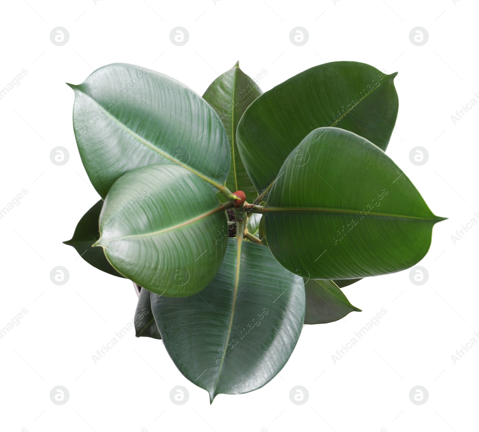 Photo of Ficus elastica plant with fresh green leaves on white background, top view