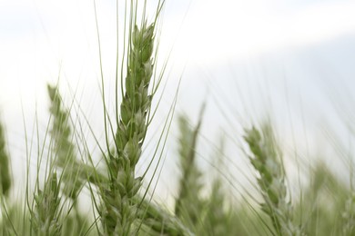 Photo of Beautiful wheat growing in field, closeup. Space for text