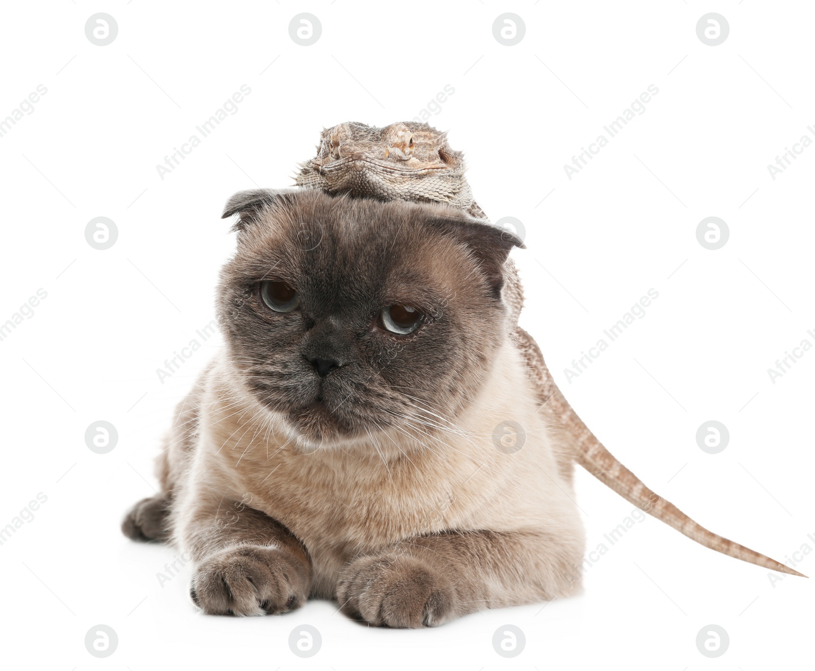 Photo of Cute Scottish fold cat and bearded lizard on white background. Funny pets