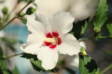 Beautiful white hibiscus flower growing outdoors, closeup