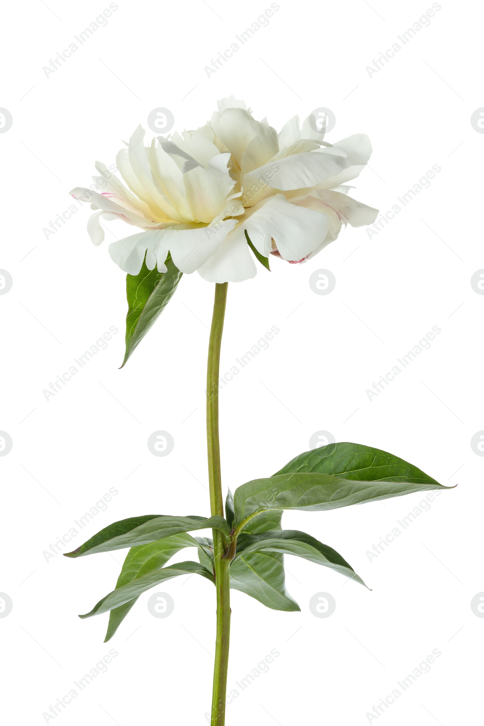 Photo of Beautiful fragrant peony flower isolated on white