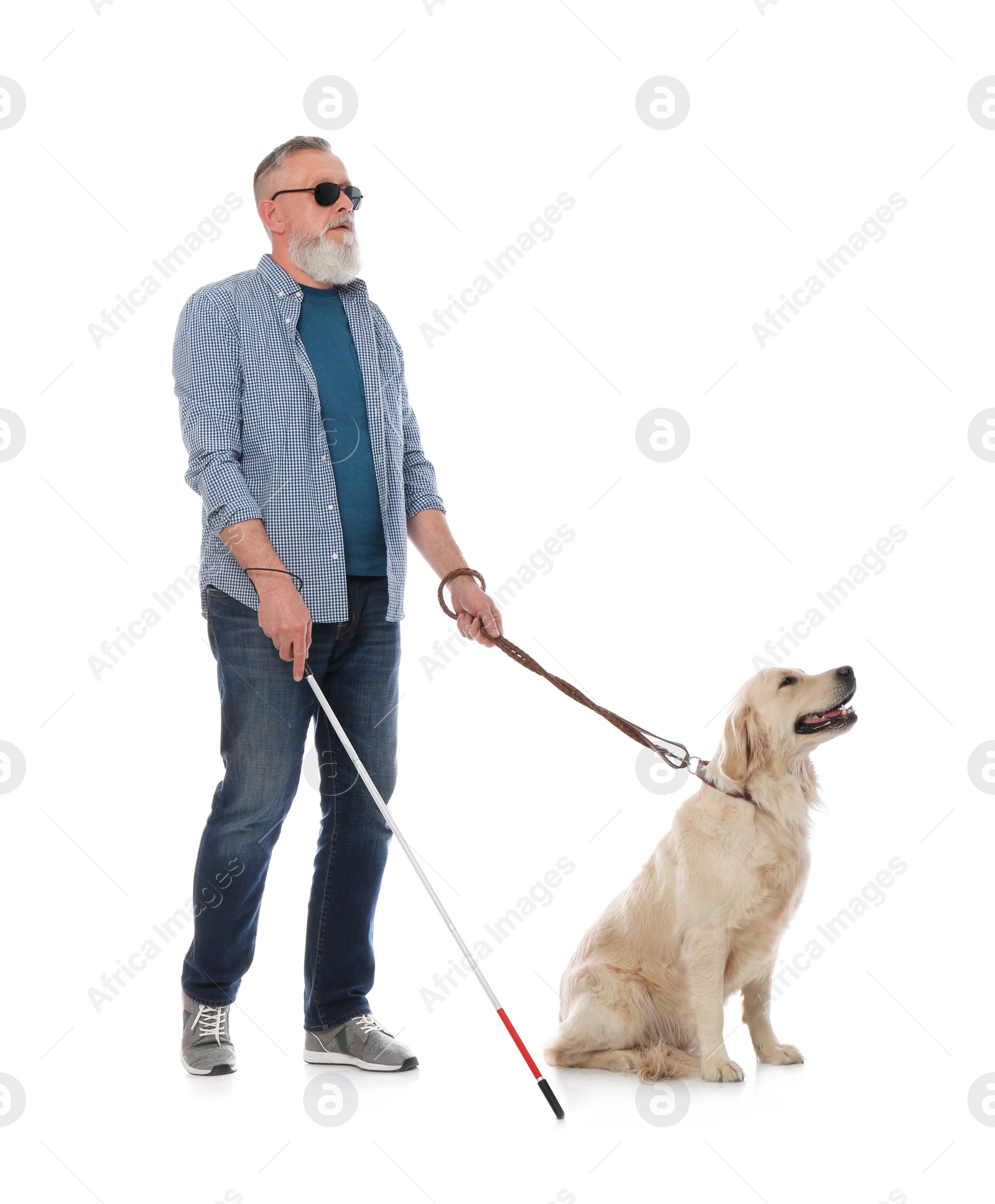 Photo of Blind person with long cane and guide dog on white background