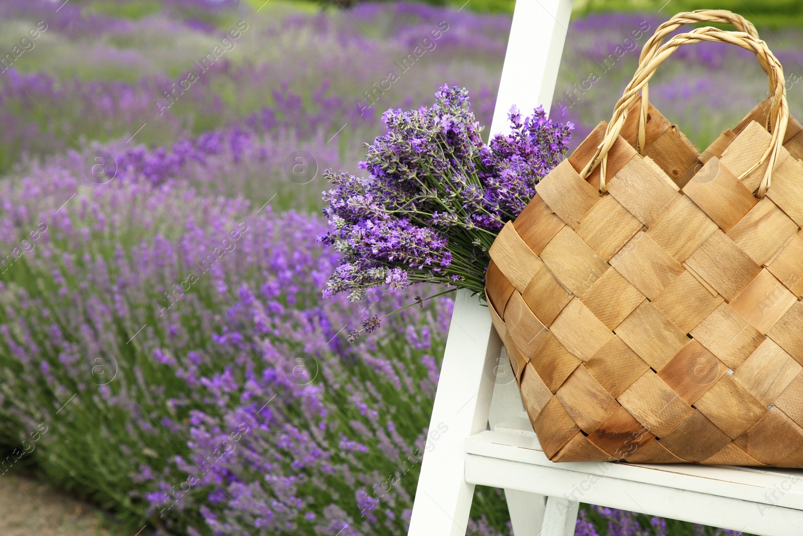 Photo of Wicker bag with beautiful lavender flowers on ladder in field, space for text