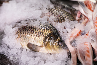 Photo of Fresh raw fish with ice in supermarket, closeup