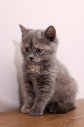 Photo of Cute fluffy kitten sitting on wooden table against white background