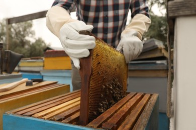 Photo of Beekeeper taking frame from hive at apiary, closeup. Harvesting honey