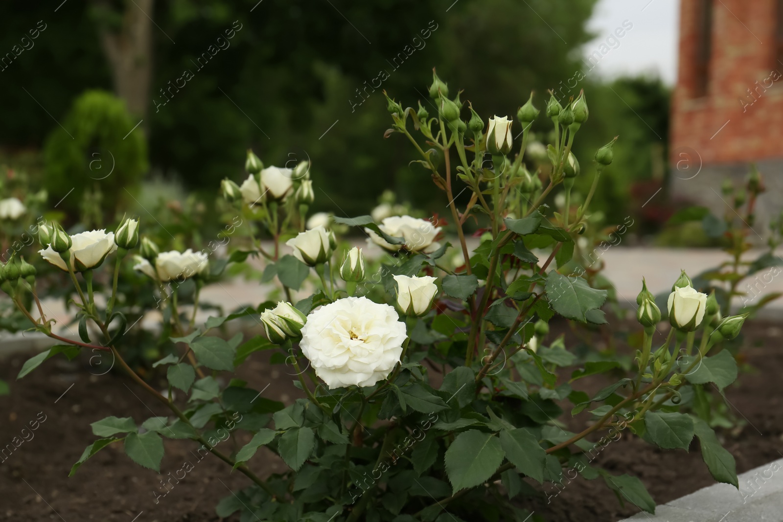 Photo of Beautiful blooming rose bush in flowerbed outdoors