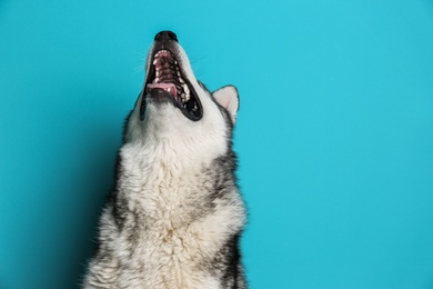 Cute Alaskan Malamute dog on color background