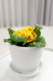 Photo of Beautiful primrose plant in flower pot on white table indoors, closeup