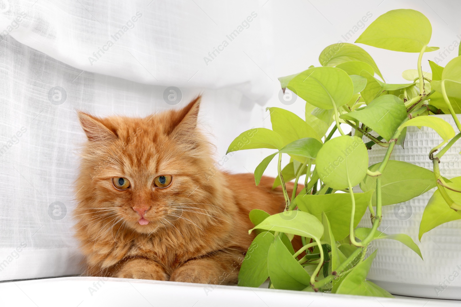 Photo of Adorable cat near green houseplant on white table at home