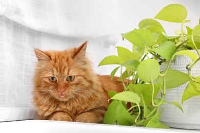 Photo of Adorable cat near green houseplant on white table at home