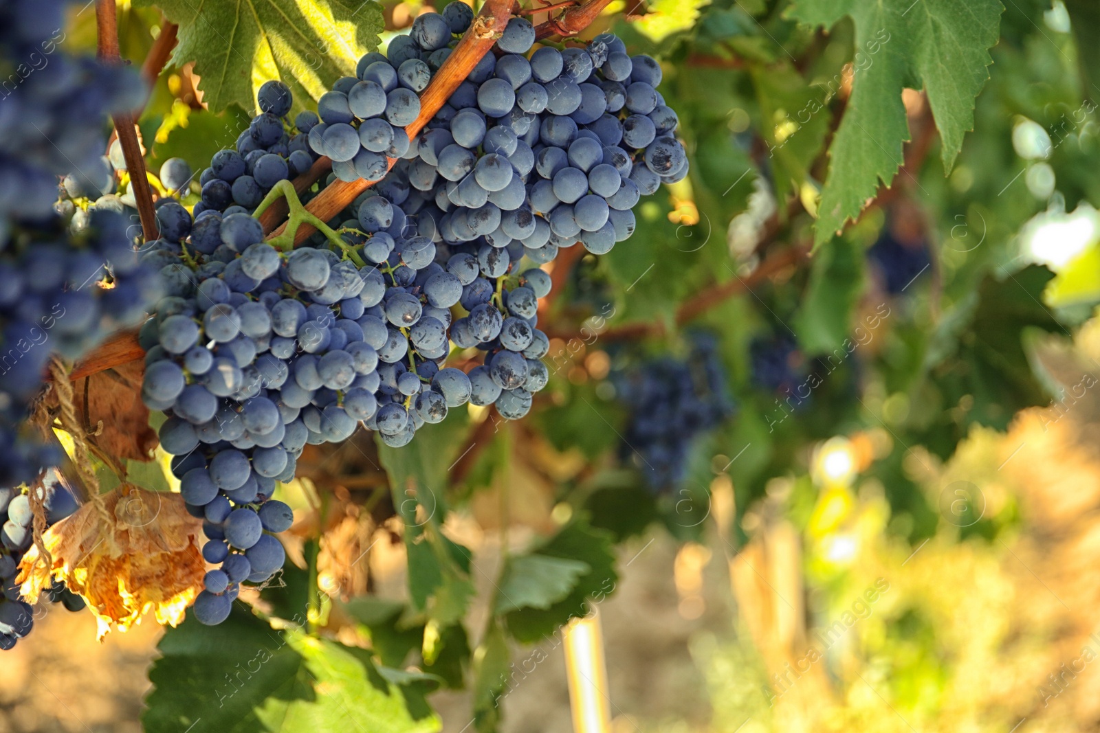Photo of Bunches of grapes growing in vineyard on sunny day. Wine production