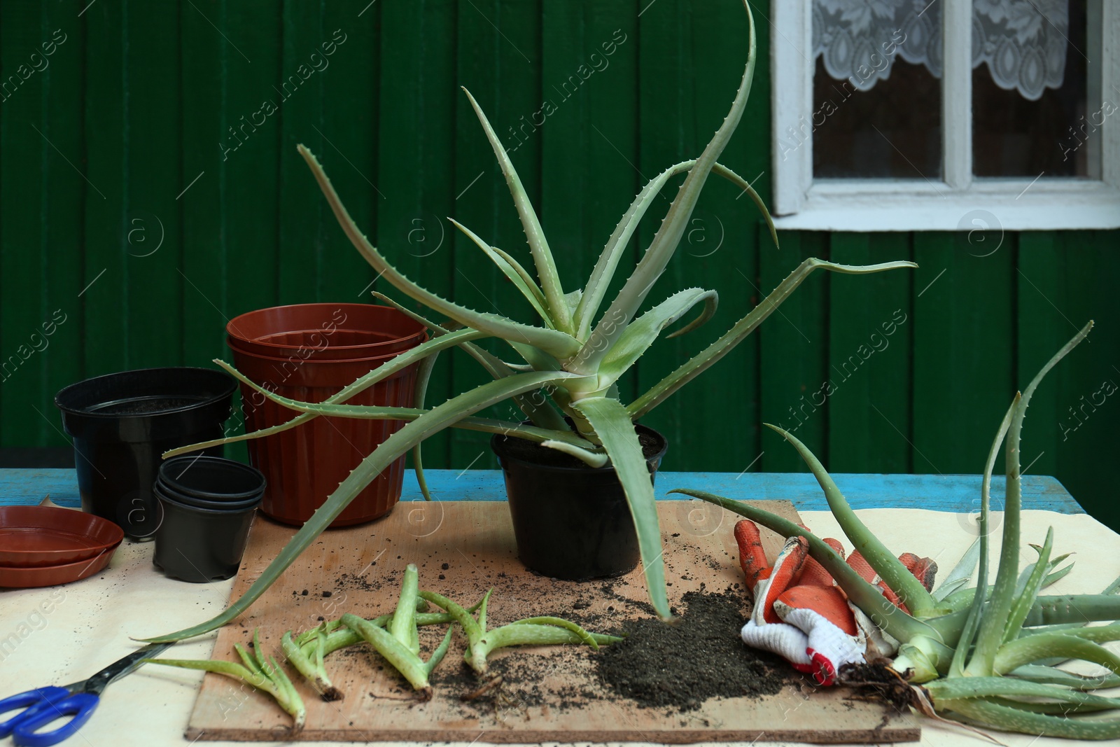 Photo of Flowerpots, aloe vera plants, gardening gloves and soil on table outdoors