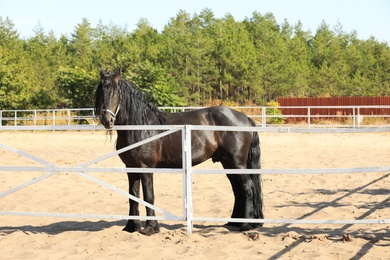 Beautiful Friesian horse at white fence outdoors