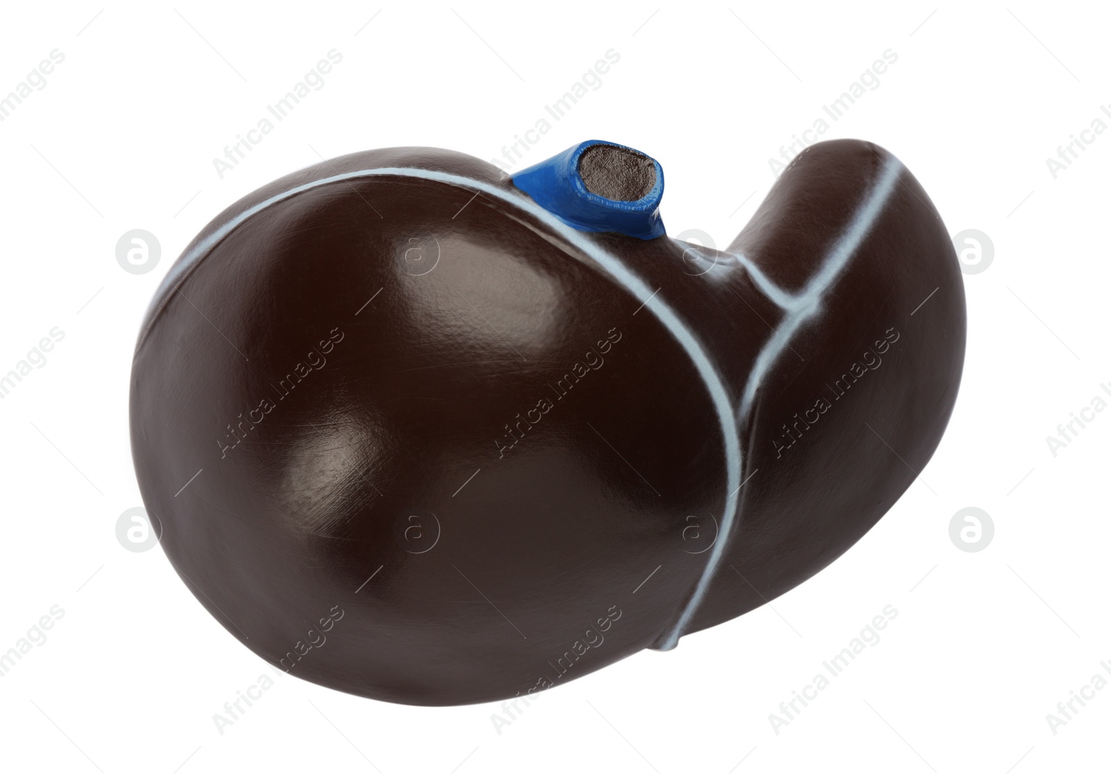 Photo of Model of liver on white background, top view. Space for text