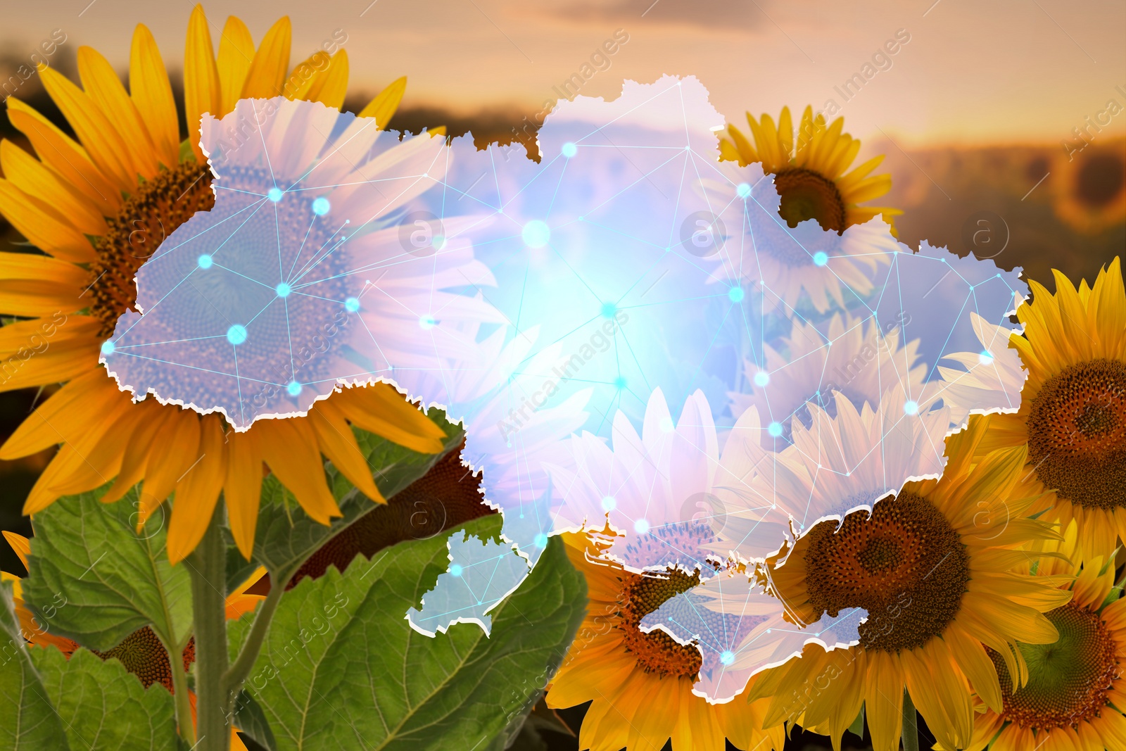 Image of Outline of Ukraine and sunflower field at sunset on background