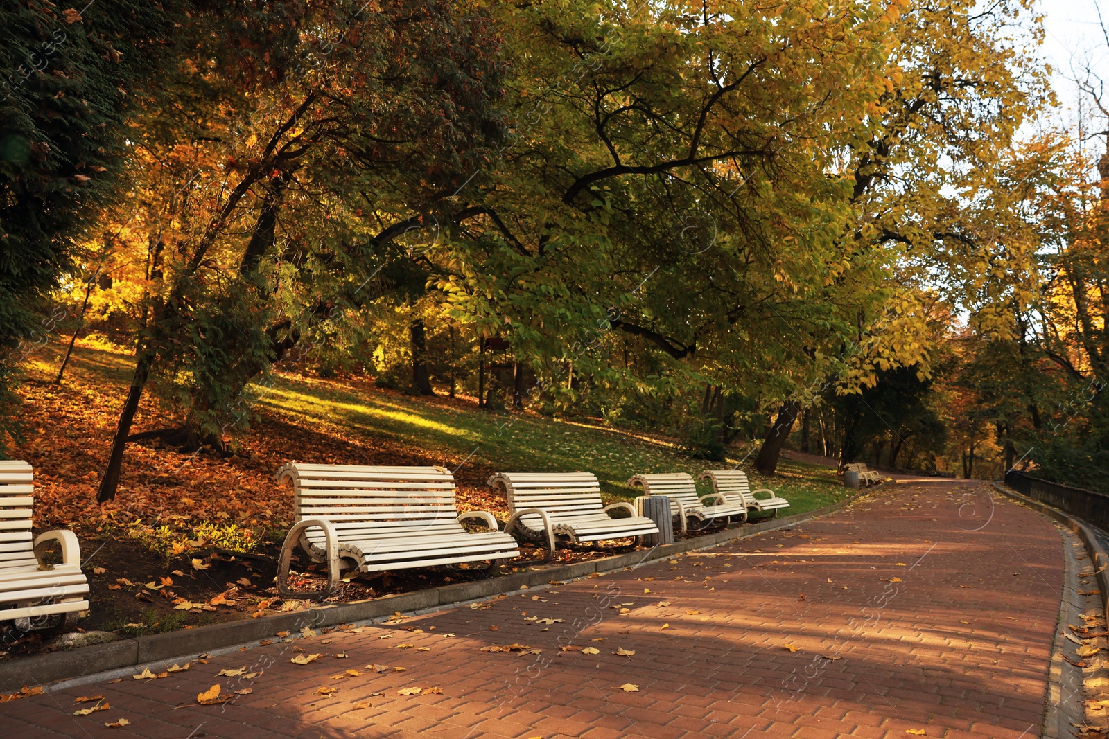 Photo of Beige wooden benches and yellowed trees in park