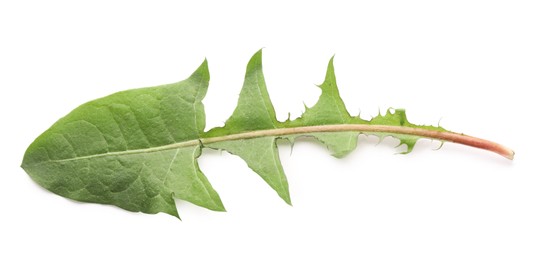 Photo of Fresh green dandelion leaf isolated on white