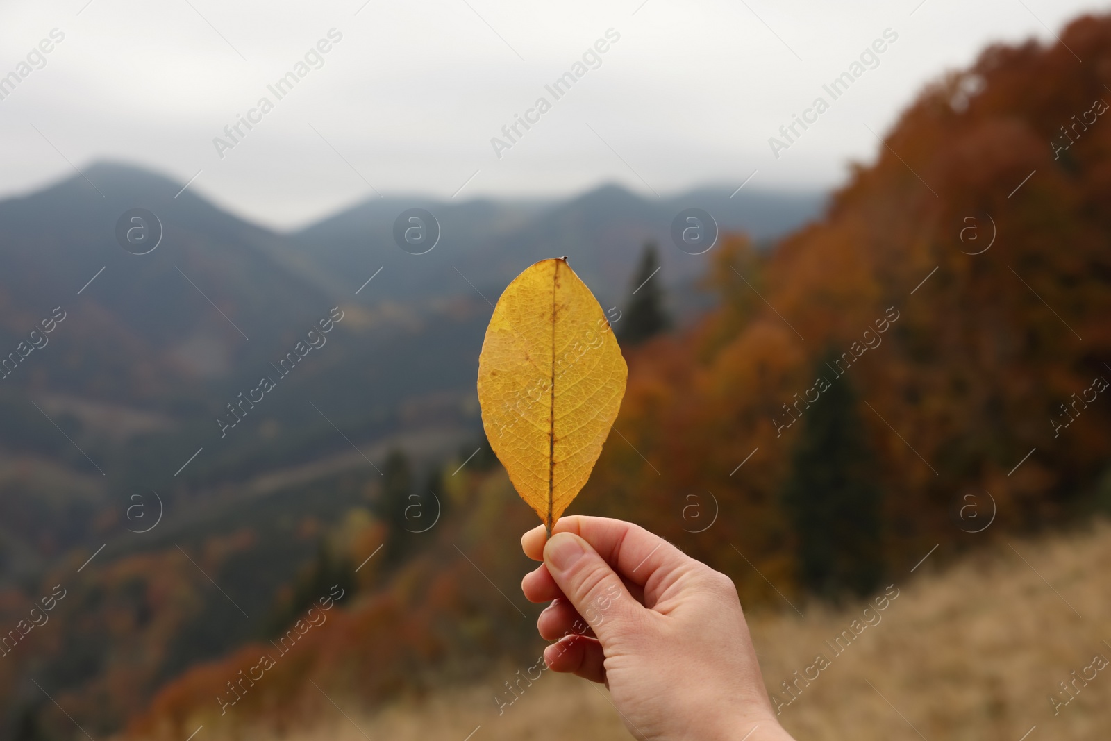 Photo of Woman holding beautiful leaf outdoors on autumn day, closeup