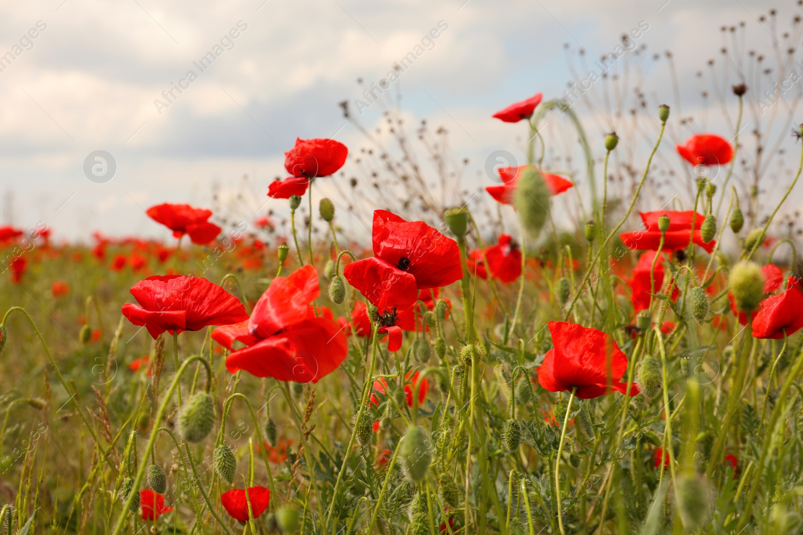 Photo of Beautiful red poppy flowers growing in field