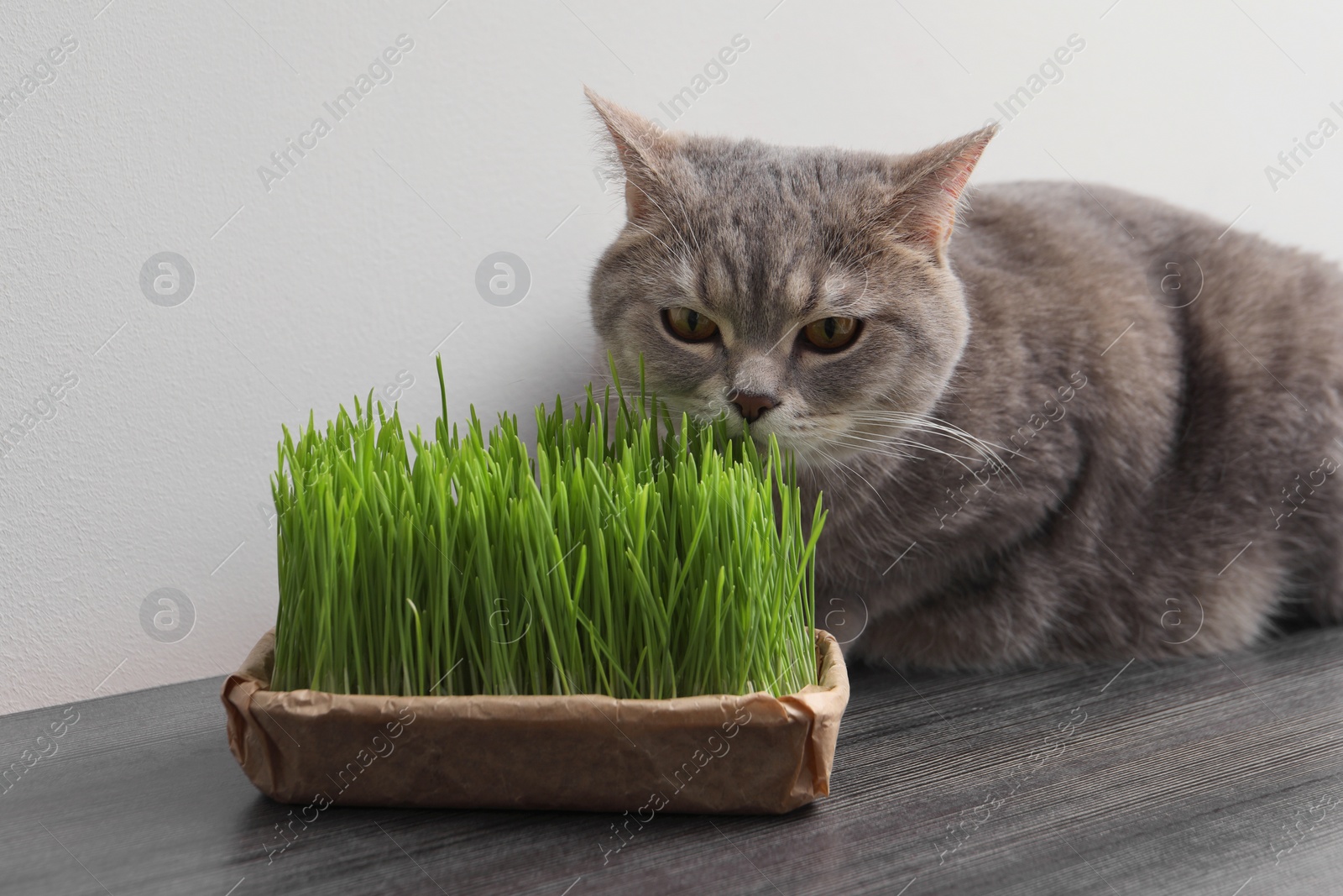 Photo of Cute cat and fresh green grass on wooden desk near white wall indoors